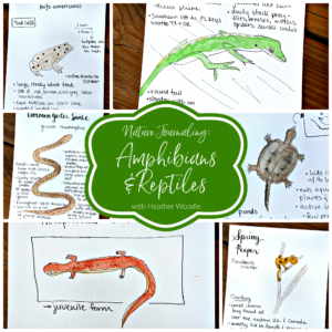 Nature Journaling Amphibians & Reptiles with Heather Woodie