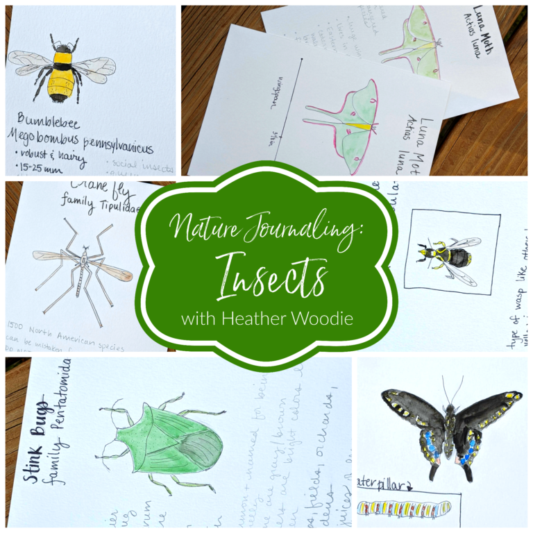 homeschool activities