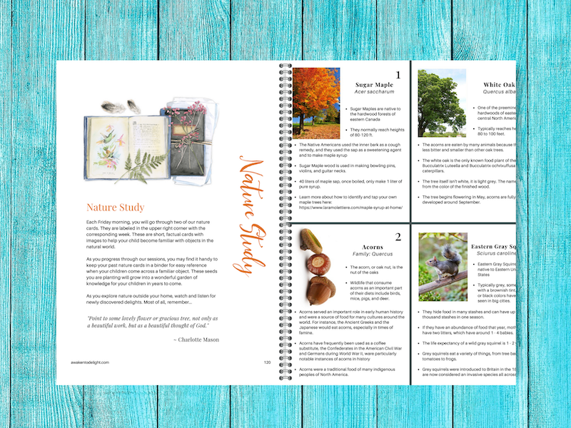 Autumn Morning Time Nature Study