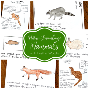 Nature Journaling Mammals with Heather Woodie