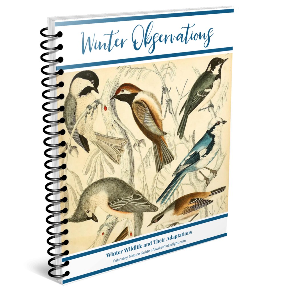 free february nature study