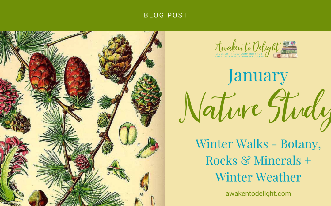 Free January Nature Study: Activities & Prompts for Your Homeschool