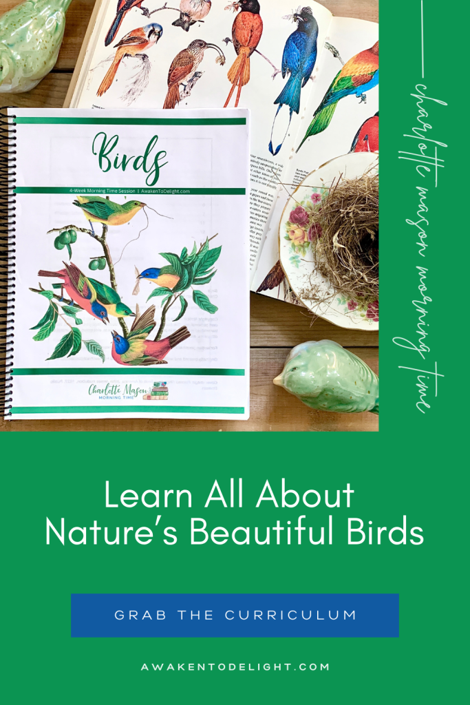 birds aesthetic