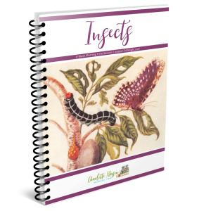 Insects Morning Time Session