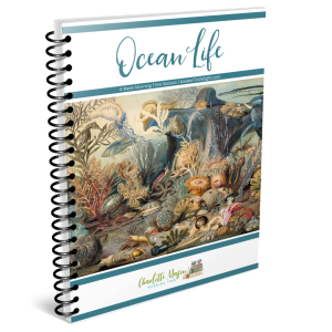 Ocean Life Morning Time Session