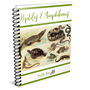 Reptiles and Amphibians Morning Time Session