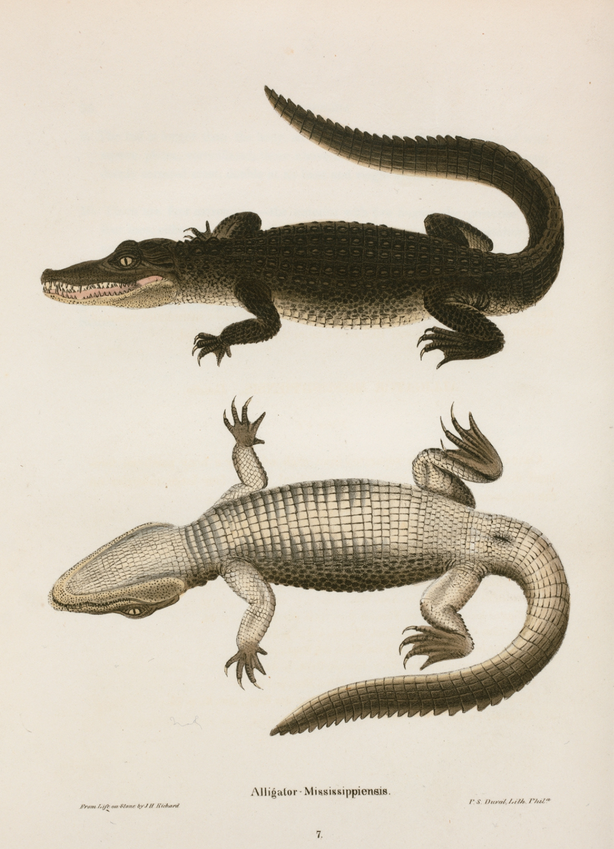 Reptiles and Amphibians Morning Time Session - Image 4